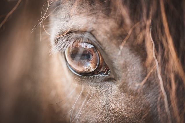 Le Regard du Cheval